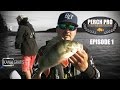 Perch Pro - EPISODE 1 - The Next Level of Perch Fishing | Kanalgratis.se