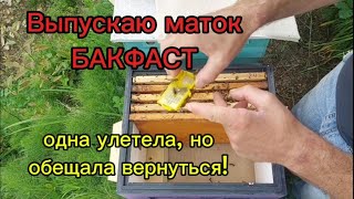 Выпускаю маток бакфаст, одна улетела, но обещала вернуться!