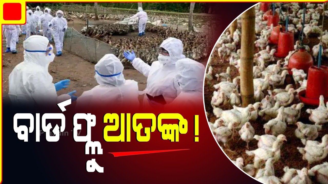 ବାର୍ଡ ଫ୍ଲୁ ଆତଙ୍କ ! bird flu in kerala hundreds of birds killed after