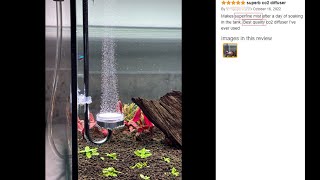 Clscea CO2 Diffuser--buyer shows