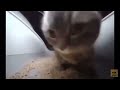 Chipi Chipi Chapa Chapa Slowed Reverb 1 Hour 