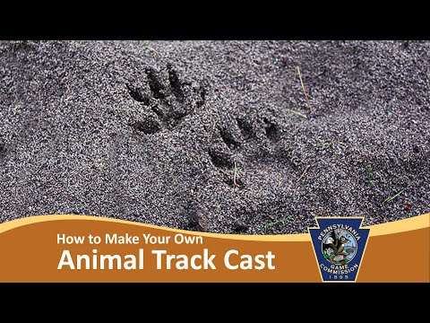 How to Make Your Own Animal Track Cast