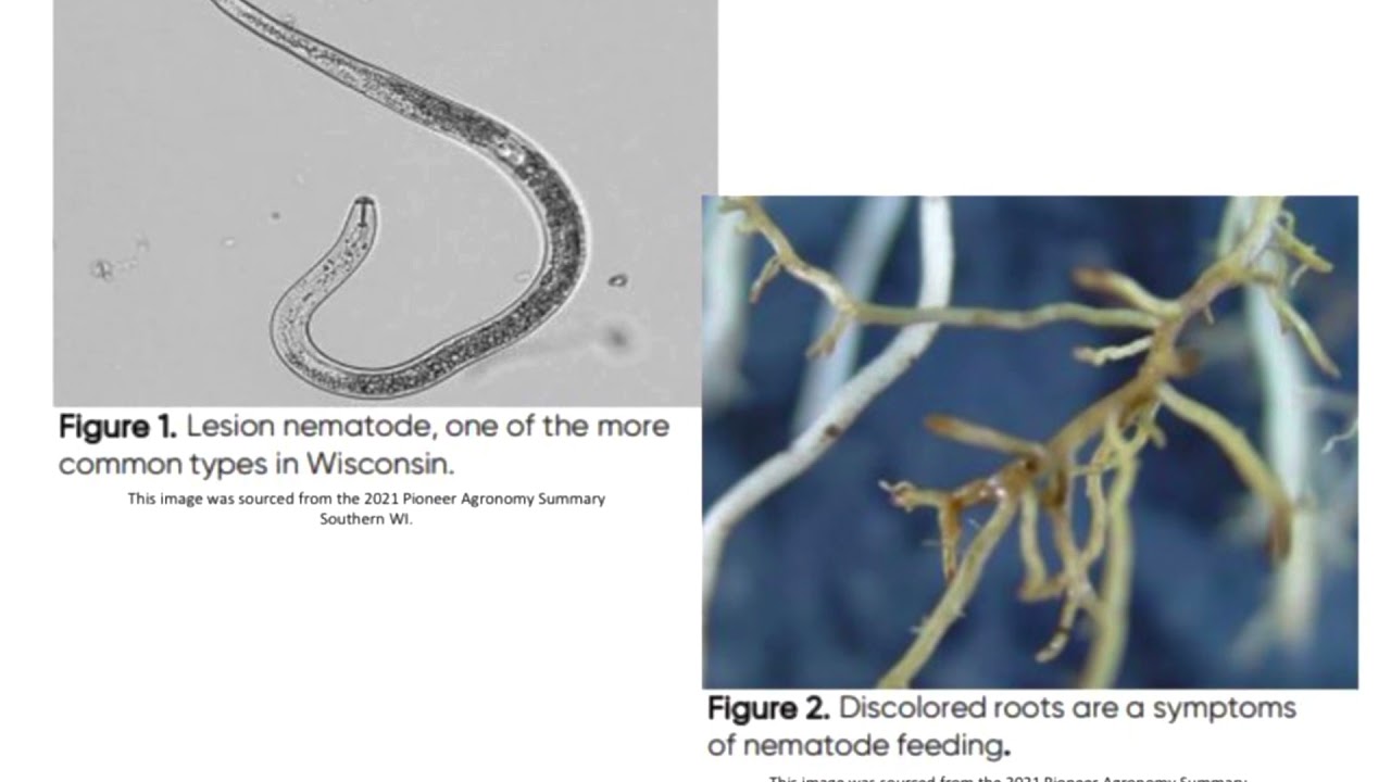 Corn Nematode Pressure - Tuesday Tidbits with Treu Seeds