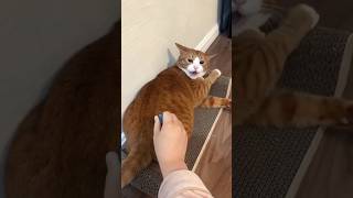 Funny Cats  episode 178 #shorts