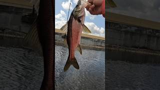 Snook slams live shiner South Florida Canal (live bait fishing)