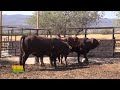 Tierra Fértil Tv- Manejo de ganado Beef Master en corrales "Rancho Los Sementales " (18.12.21)