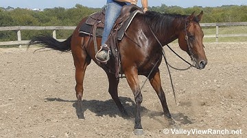 Stylish Molly Rey - working the flag! - ValleyViewRanch.net