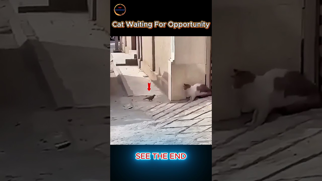 Cat vs Pigeon: The Ultimate Sneak Attack Caught on Camera! 🐱🕊️😱