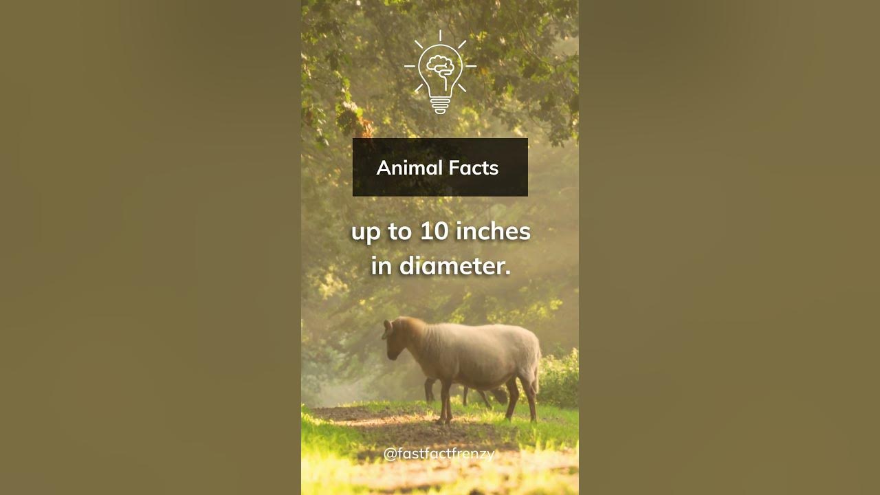 what-animal-has-eyes-the-size-of-dinner-plates-shorts-oceanfacts