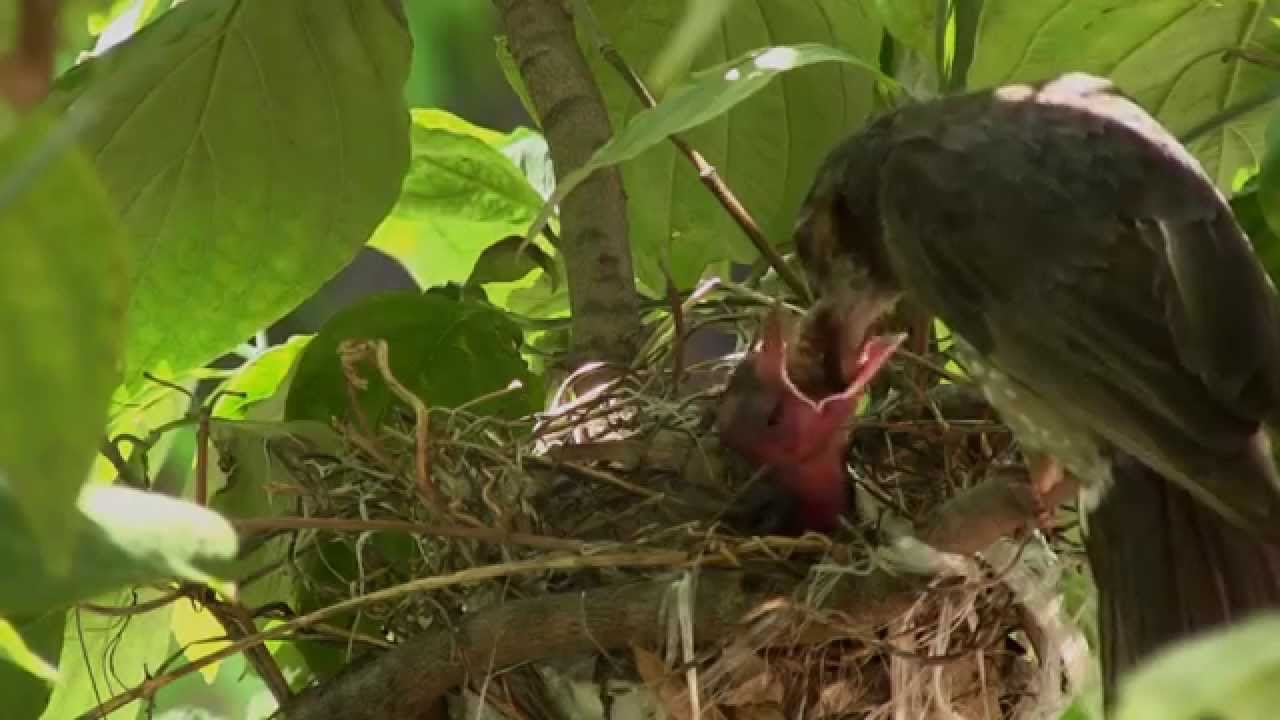 ヒヨドリの子育て 再びカラスの被害 Youtube