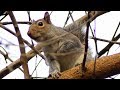 Squirrel Barking / Call Loud Sound