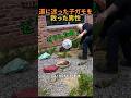 道に迷った子ガモを救った男性