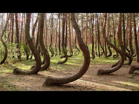 Dancing forest walking, Kaliningrad, Russia ⁴ᴷ⁶⁰ .