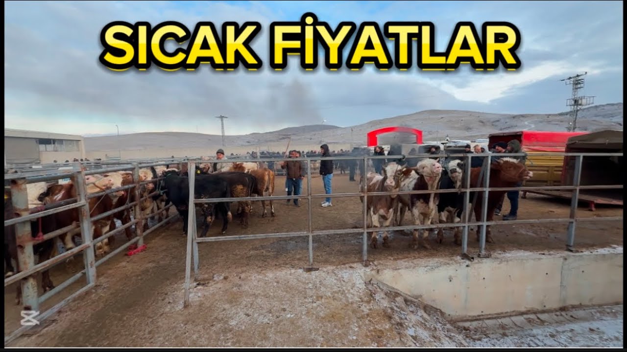 ANKARA ÇUBUK HAYVAN PAZARI GÜNCEL FİYATLAR