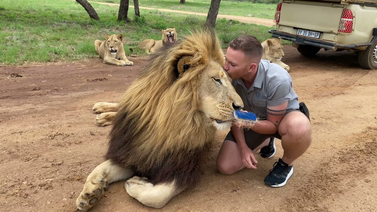 Pamper day for George the lion 🦁