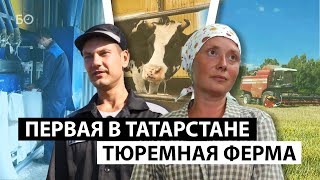 Единственная в Татарстане тюремная ферма. Истории осужденных, ставших доярками и трактористами