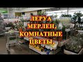 Леруа Мерлен. Комнатные цветы, орхидеи и кактусы.