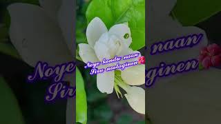 Love Song Tamil Malligaiyee