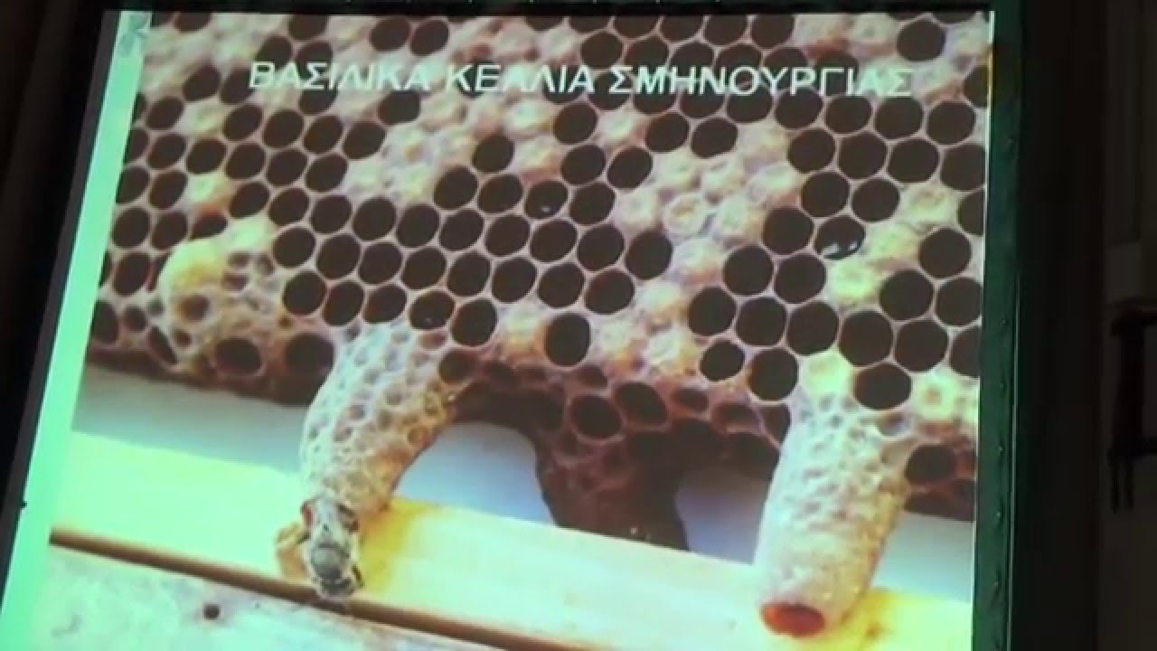 Η παραγωγή βελτιωμένων βασιλισσών