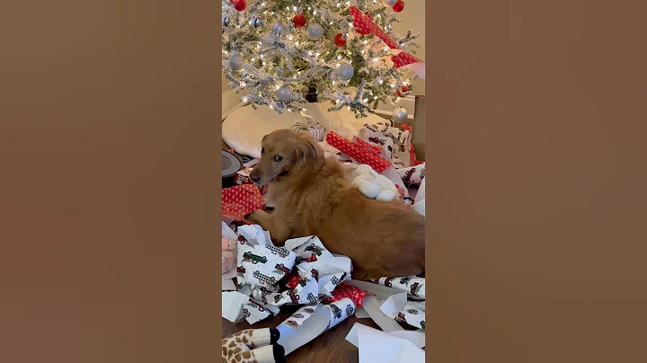 My dog RUINED Christmas!