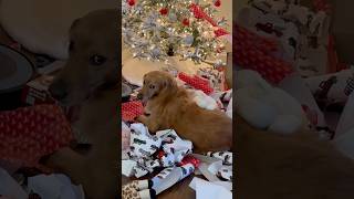 My dog RUINED Christmas!