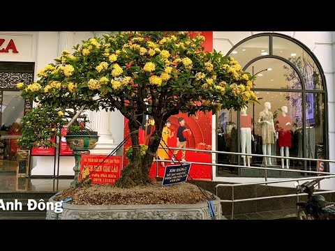 vincom tây ninh New Update Những cây bonsai đẹp trưng bày ở Vincom Tây Ninh
