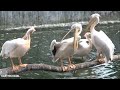 வண்டலூர் பறவைகள் | White Pelican at Vandalur zoo | Amazing birds | Pelicans | Karthik kayal vlog