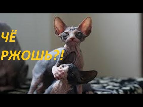Смешные видео. Прикольные видео. Приколы.
