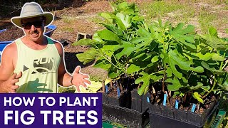 Fig Tree Planting: Step-by-Step Guide