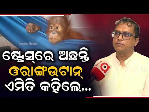 ଷ୍ଟ୍ରେସ୍‌ରେ ଅଛନ୍ତି ଓରାଙ୍ଗଉଟାନ୍‌.. | Rescued Baby Orangutans in Nandankanan Face Stress | Argus News