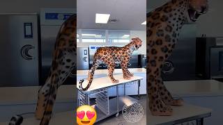 Choco tiger #chocolate #cake #chocobar #love #ytshorts #shorts #short #viral #trending #challenge