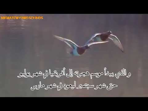 افضل صوت حذاف صيفي ام صجعر