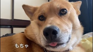 もちゃもちゃな犬雑種犬