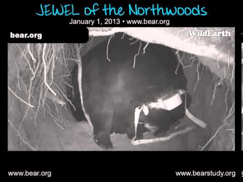 January 1, 2013 - Jewel the Black Bear and her cub...