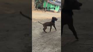 #newsong #music #remix #automobile  #musicsong #musicstyle #song #cute #dog #dogshorts #dosgaming