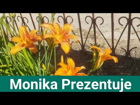 Liliowce oraz lilie w pełni kwitnienia