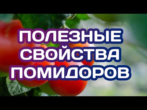 Помидор. Полезные свойства. Противопоказания.