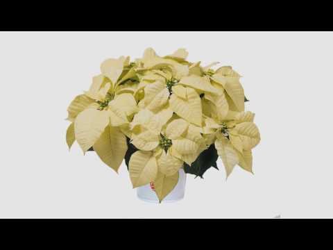 Video: Poinsettia - Maua Ya Krismasi