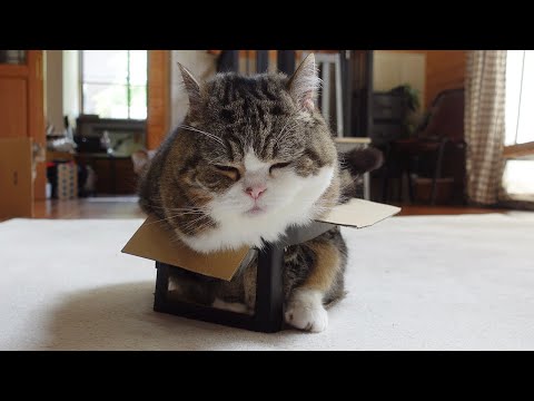 きっつきつだったねこ。-The box was so tight for Maru.-