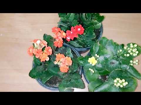 Video: Jinsi Ya Kukua Kalanchoe