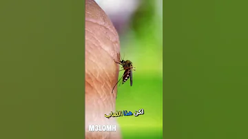 ماذا يحدث لك عندما تلدغك بعوضة 