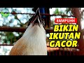 Banyak Cendet Yang Emosi Gacor Dan Nyaut Dengan Cendet Cari Lawan Ini Mp3 - Mp4 Download