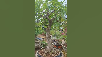 #bonsai ,lộc vừng cốt chậu, dáng trụ điện tương lai