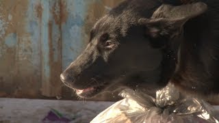 Бездомные собаки Бездомные собаки