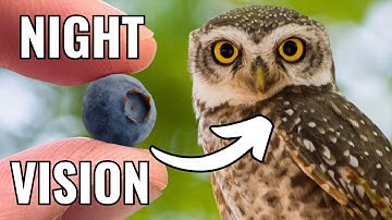 Bilberries: The Myths & Mysteries Uncovered