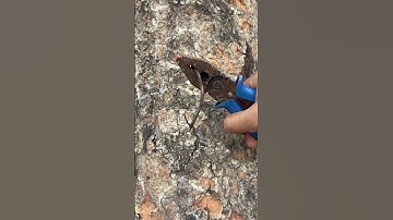 Save tree, save your life, save environment, save earth, save oxygen #shortvideo #saveenvironment