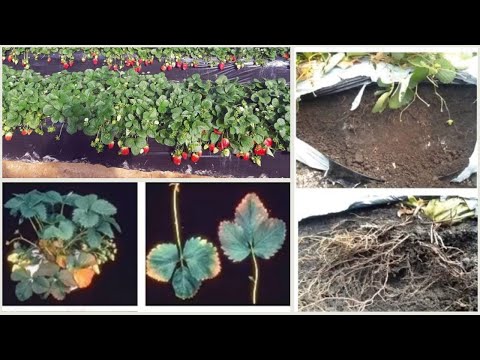 Vidéo: Symptoms Of Strawberry Allergies - Pourquoi les feuilles de fraisier provoquent des démangeaisons