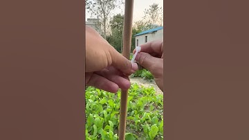Fixing process of vegetable field bamboo frames using cable ties