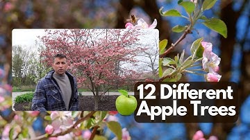 Apple Tree Cross Pollination | Are Your Blooms Open at the Same Time?