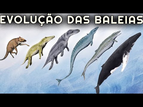 Vídeo: As orcas evoluíram dos lobos?